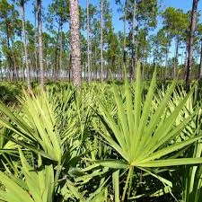 Saw Palmetto