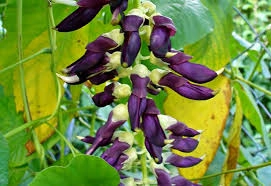 mucuna pruriens