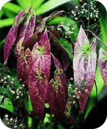 6-epimedium