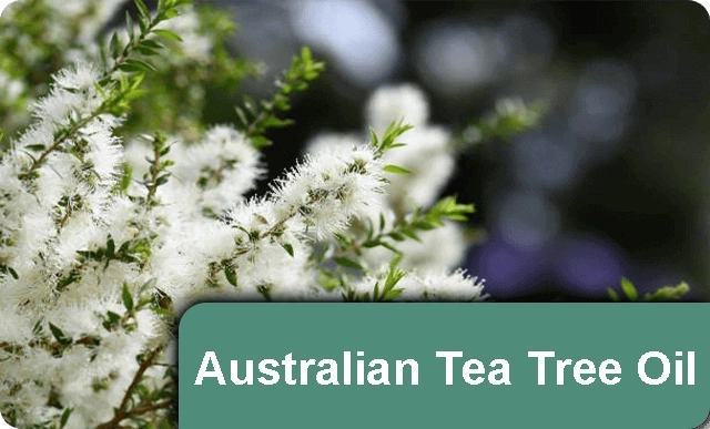 Australian-Tea-Tree-01v2