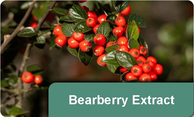 Bearberry-01