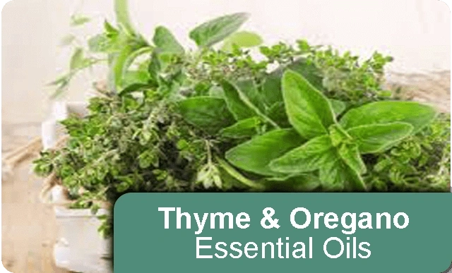 Thyme-Oregano-01